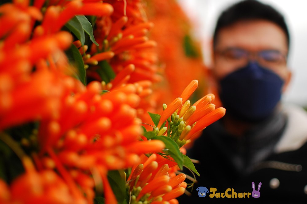 苗栗銅鑼炮仗花